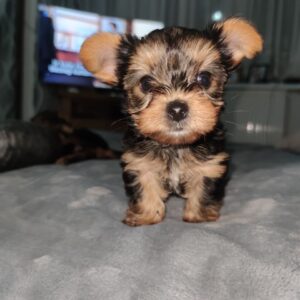 Ella – Yorkshire Terrier