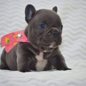 Ares – French Bulldog