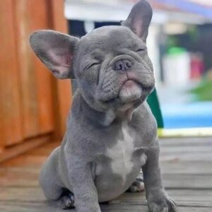 Mimi – French Bulldog
