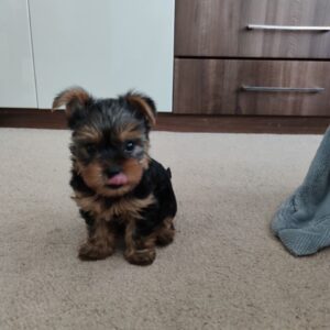 Frappe – Yorkshire Terrier