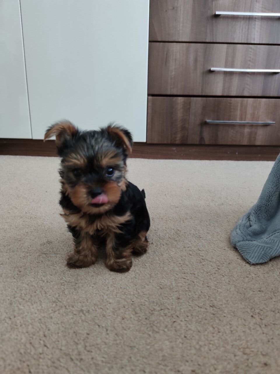 Frappe – Yorkshire Terrier
