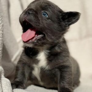 Kid – French Bulldog