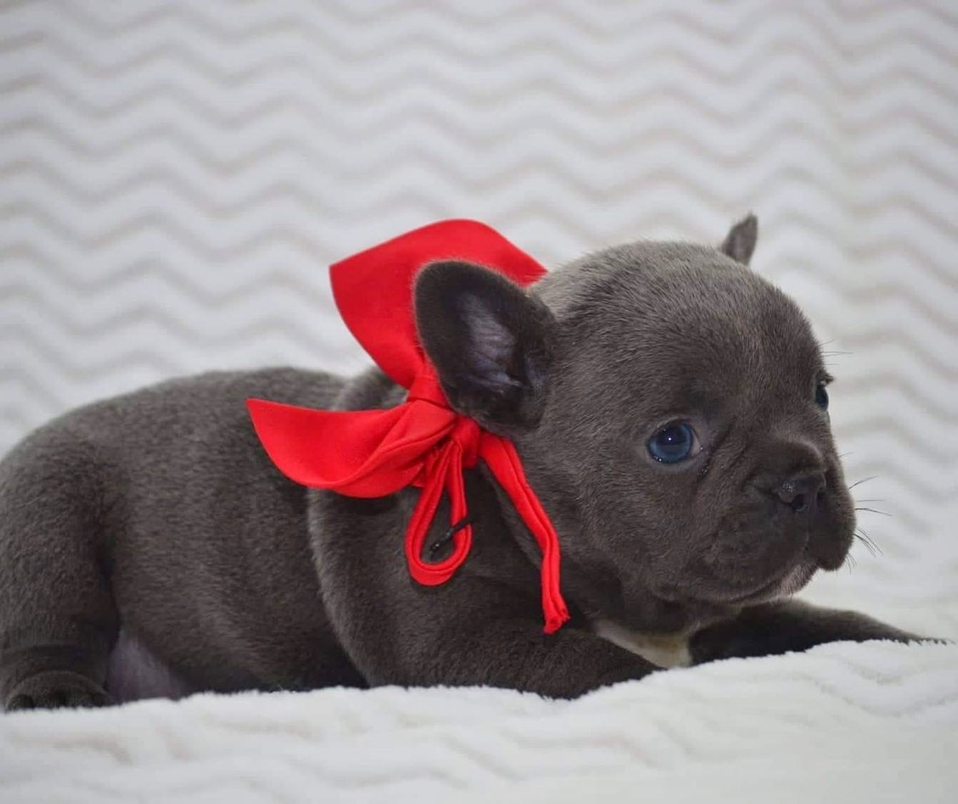 Aimee – French Bulldog