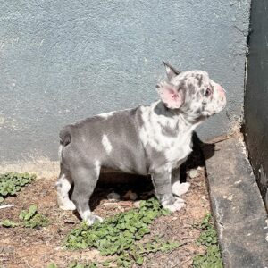 Tizzy – French Bulldog