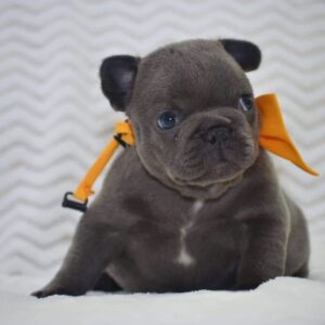 Kirby – French Bulldog