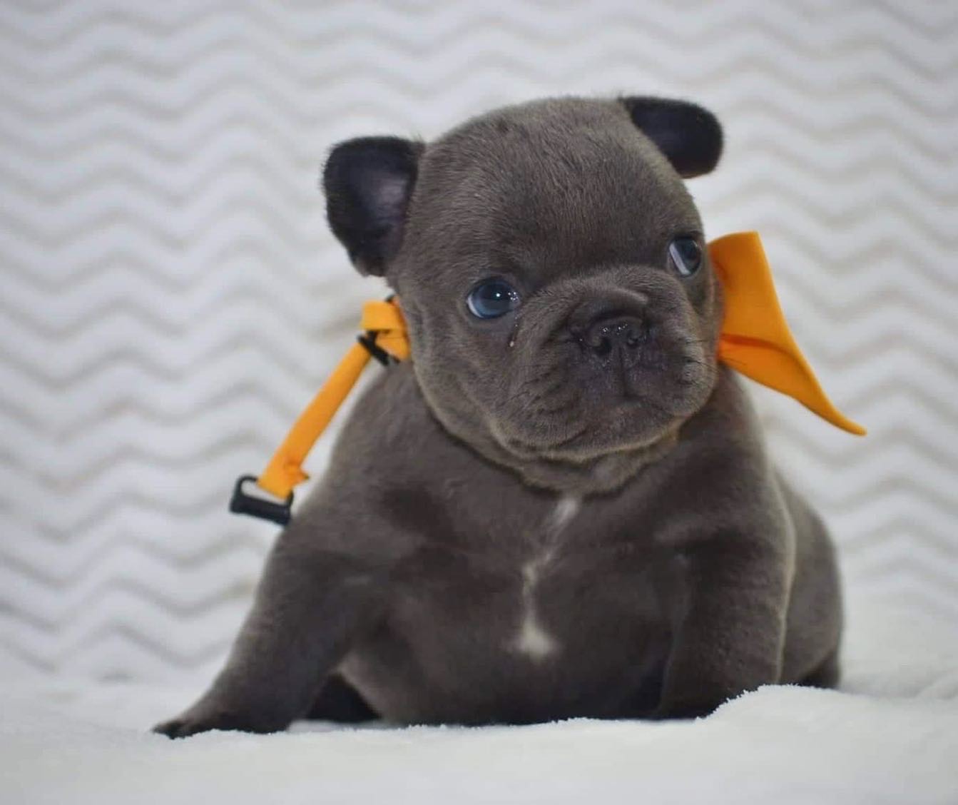 Kirby – French Bulldog