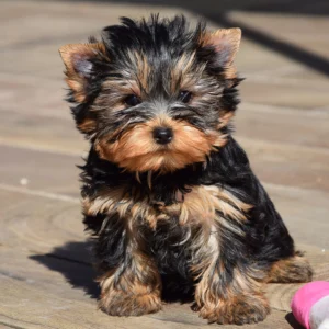 Allie – Yorkshire Terrier