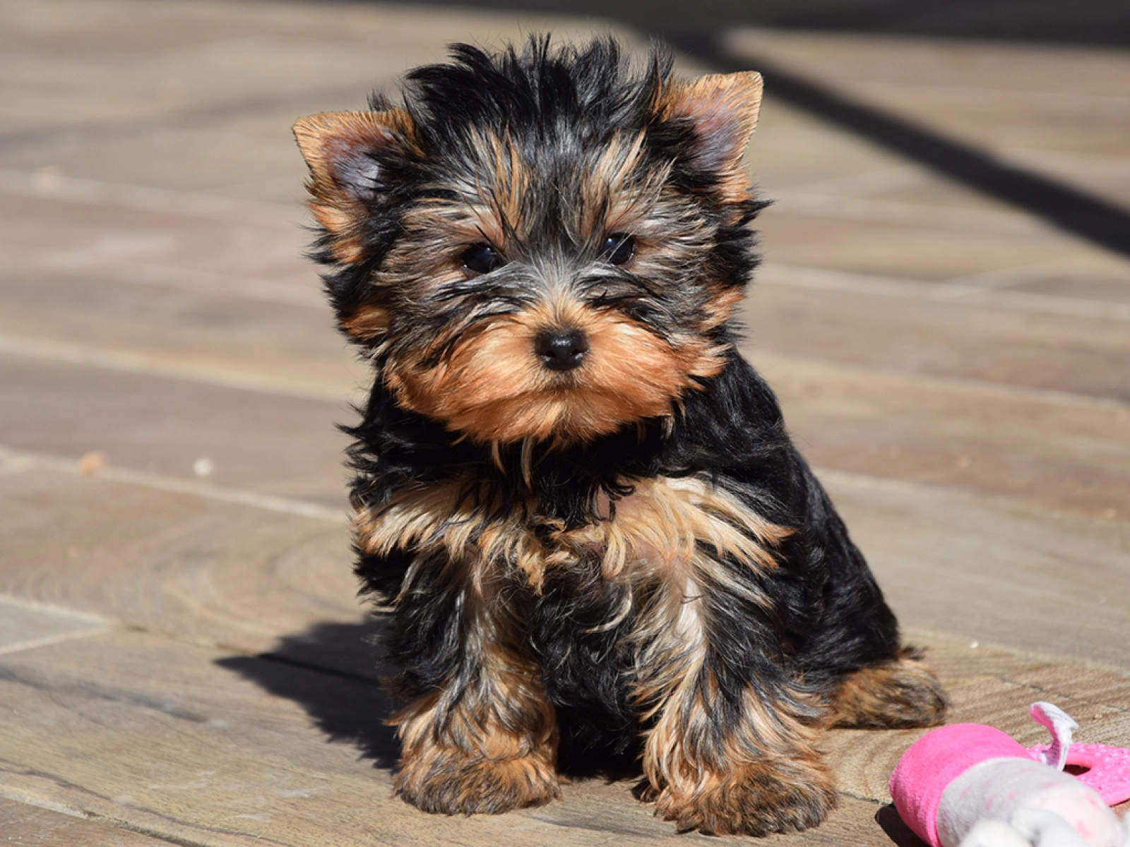 Allie – Yorkshire Terrier
