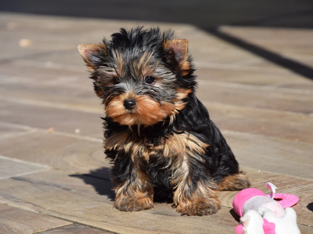 Allie – Yorkshire Terrier - Image 2