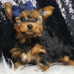 Apollo – Yorkshire Terrier