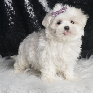 Bella – Maltese