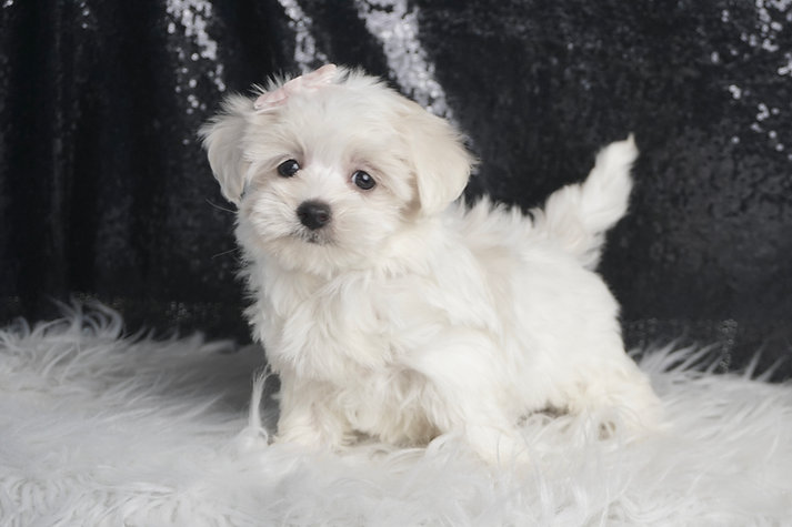 Bunny – Maltese - Image 3