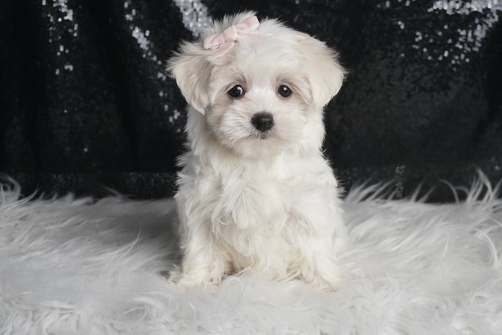 Bunny – Maltese - Image 4