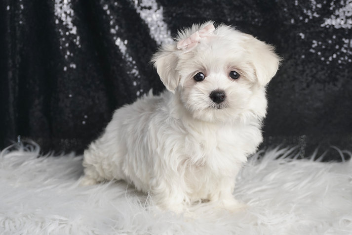 Bunny – Maltese