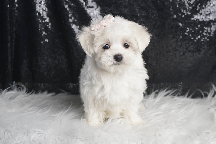 Bunny – Maltese - Image 2