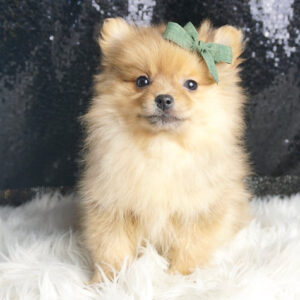 Butterscotch – Pomeranian