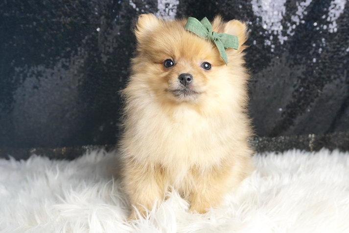 Butterscotch – Pomeranian