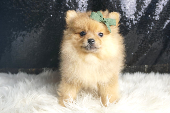 Butterscotch – Pomeranian - Image 2