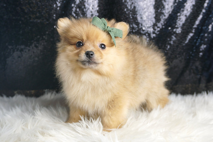 Butterscotch – Pomeranian - Image 3