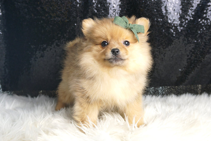 Butterscotch – Pomeranian - Image 4