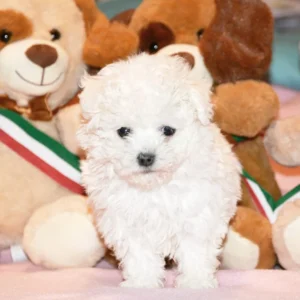 Cheese Cake – Bolognese