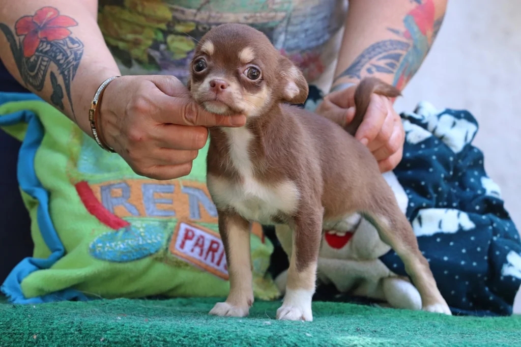 Cloe – Chihuahua - Image 2