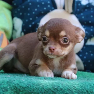Cloe – Chihuahua