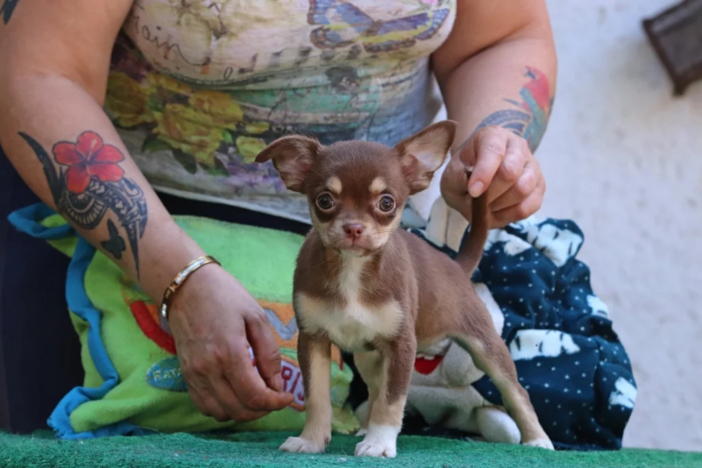 Cloe – Chihuahua - Image 4
