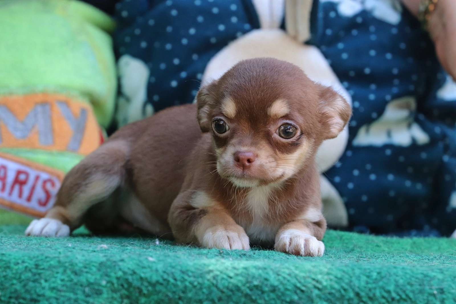 Cloe – Chihuahua