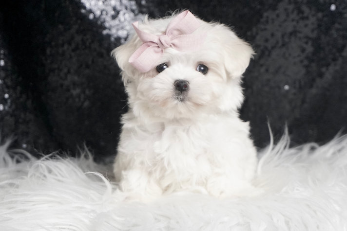 Coconut – Maltese - Image 3