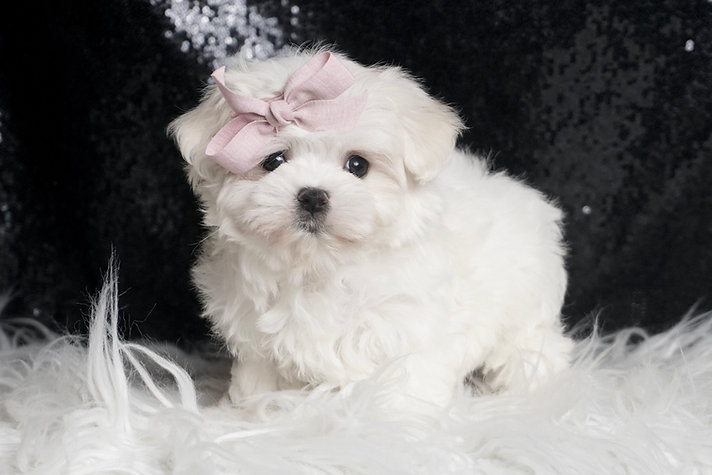 Coconut – Maltese - Image 2