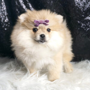 Dipsie – Pomeranian