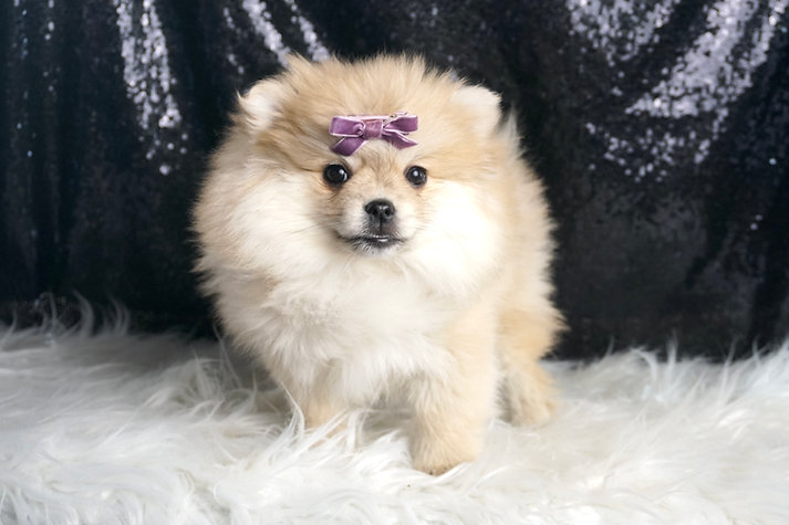 Dipsie – Pomeranian