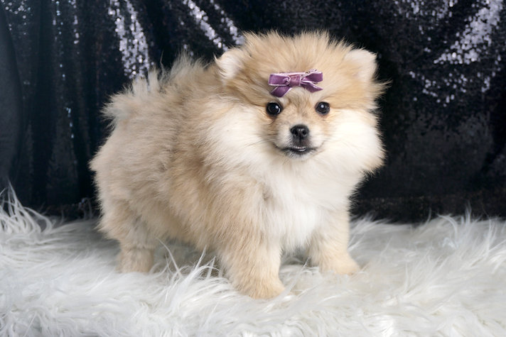 Dipsie – Pomeranian - Image 4