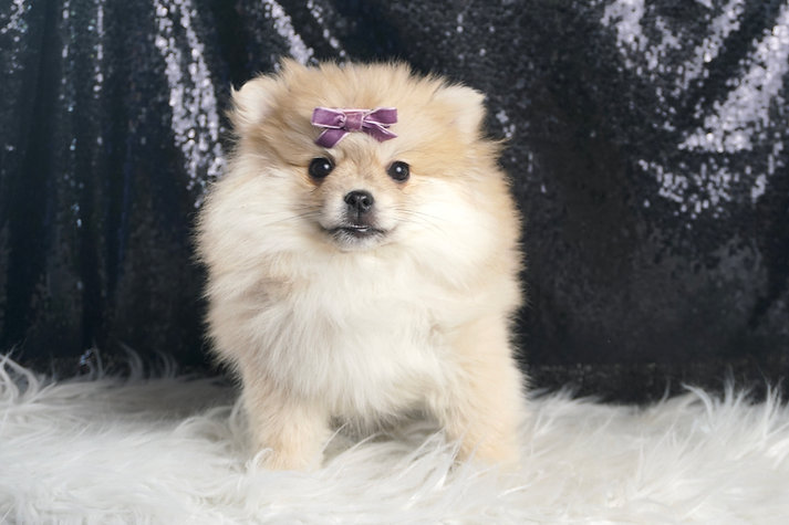Dipsie – Pomeranian - Image 2