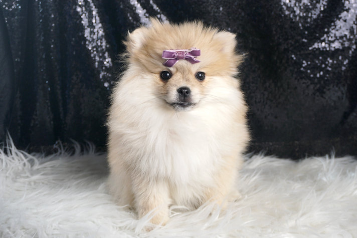 Dipsie – Pomeranian - Image 3