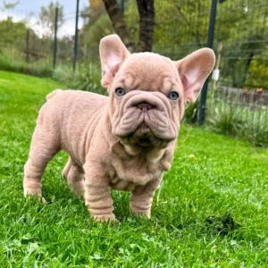Francois – French Bulldog