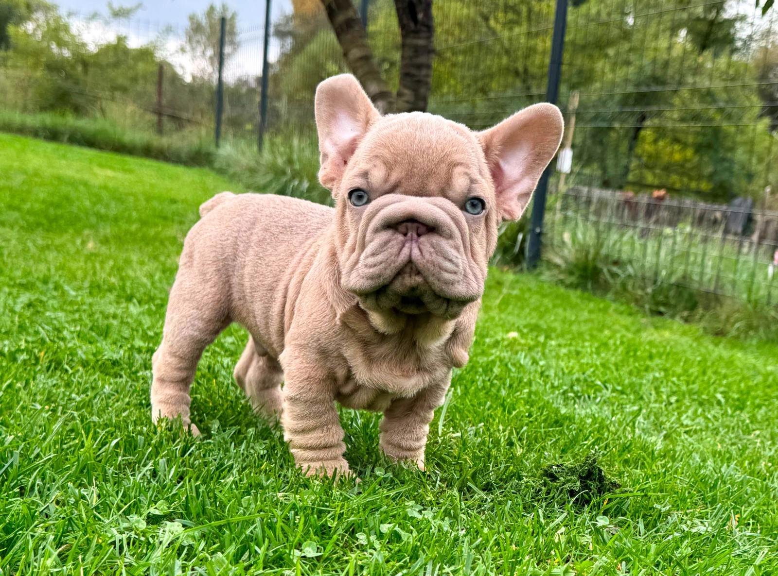 Francois – French Bulldog
