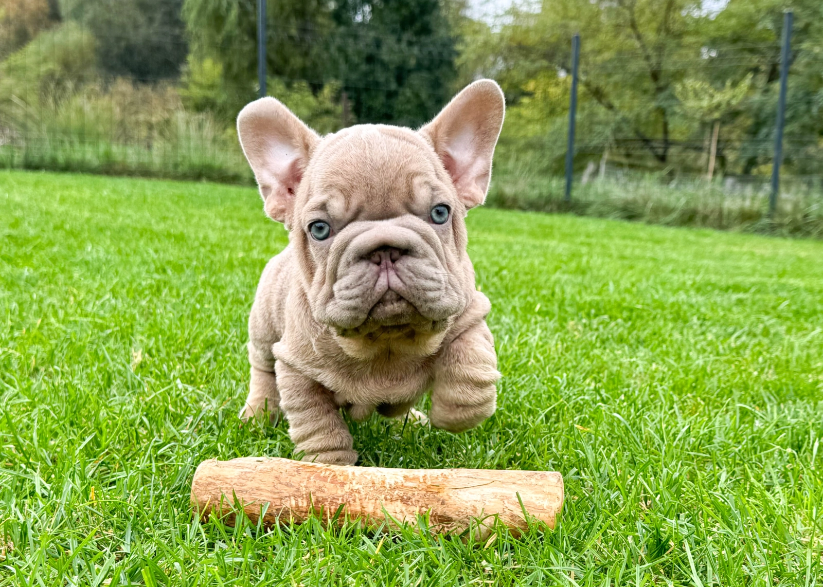 Francois – French Bulldog - Image 3