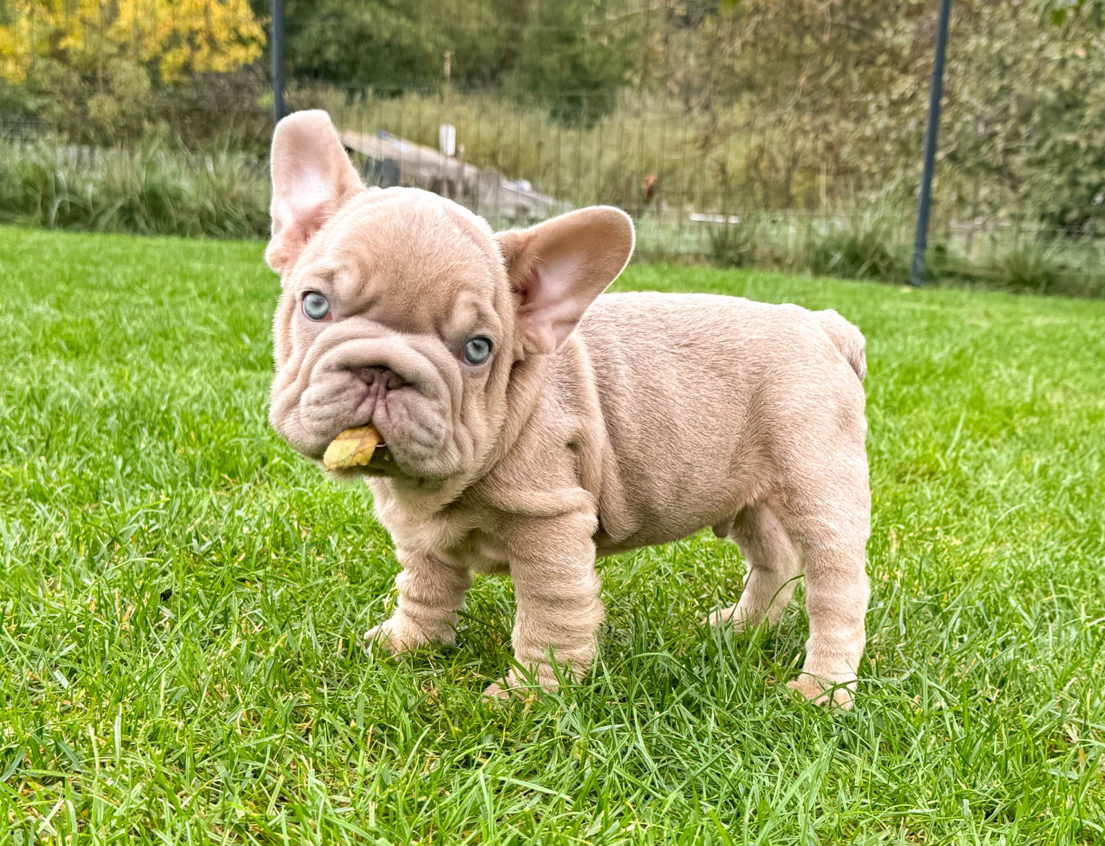 Francois – French Bulldog - Image 2