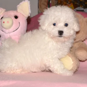 Jasmine – Bolognese