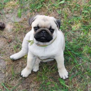 Lofyn – Pug