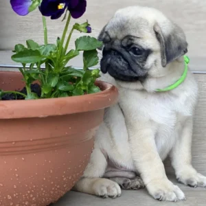 Look at Me – Pug