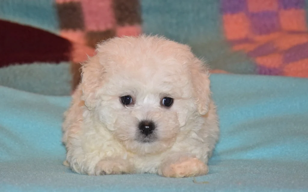 Luigi – Bolognese - Image 4