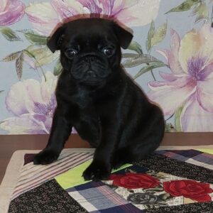 Mauritius – Pug