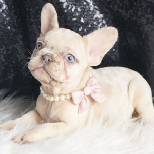 Mercedes – French Bulldog