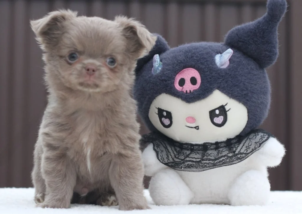 Middy – Chihuahua - Image 4