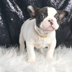 Moo Moo – French Bulldog