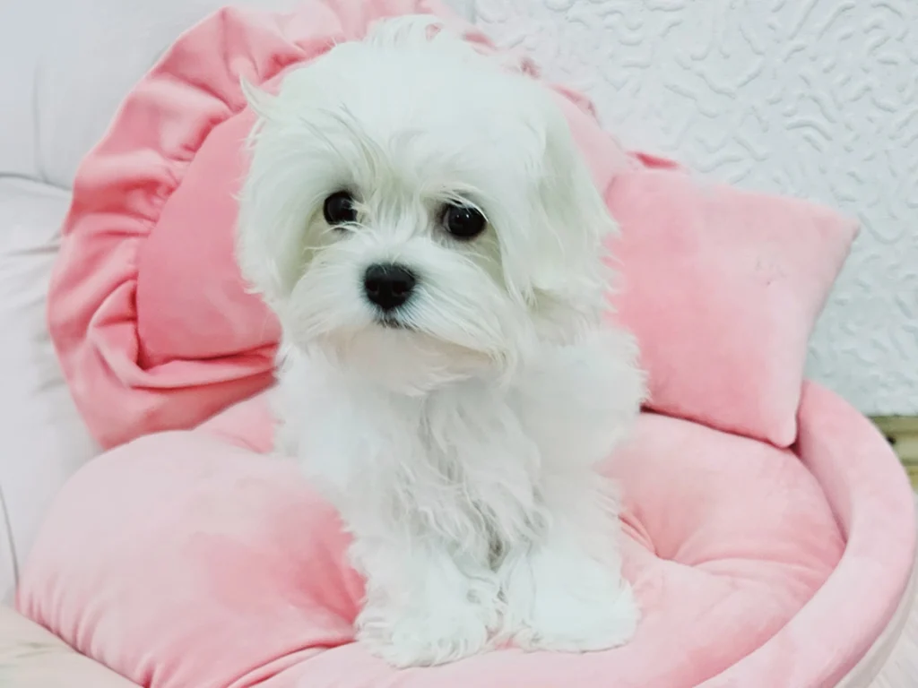 Moon – Maltese - Image 2