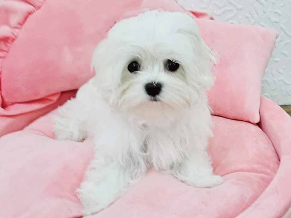 Moon – Maltese - Image 3